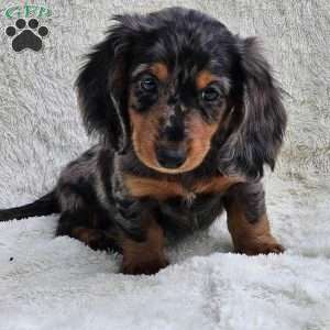 Benji, Dachshund Puppy